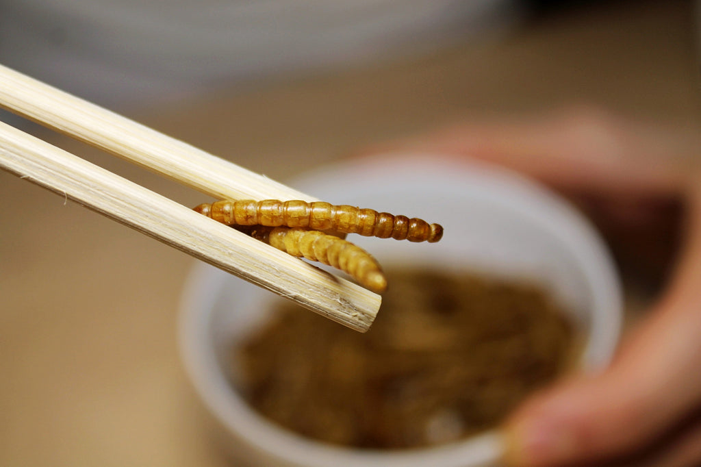 Jedlý hmyz - moučný červ