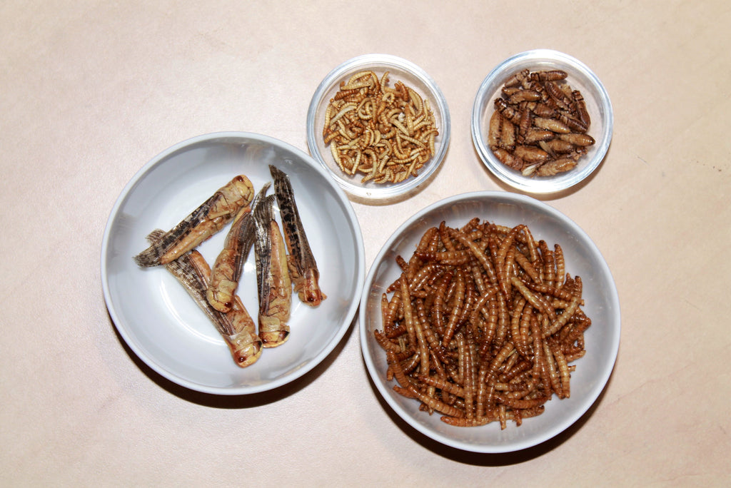 Jedlý hmyz - různé druhy