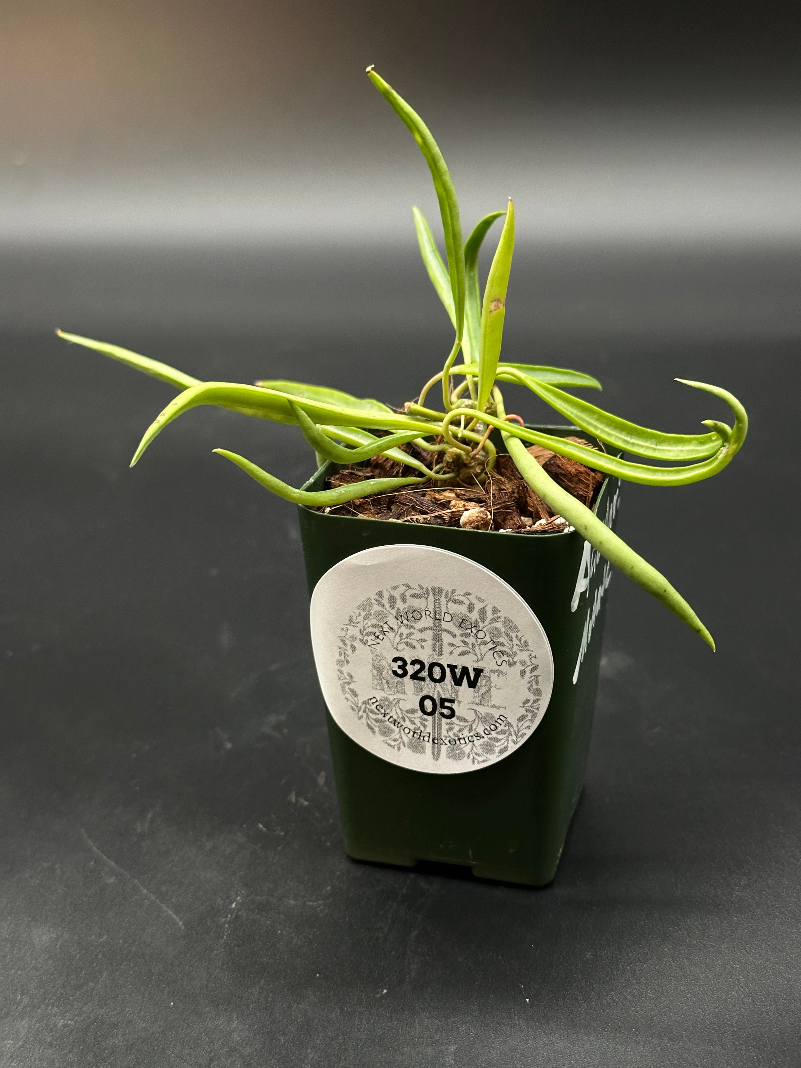 Hoya Acicularis Mutate (320W05)