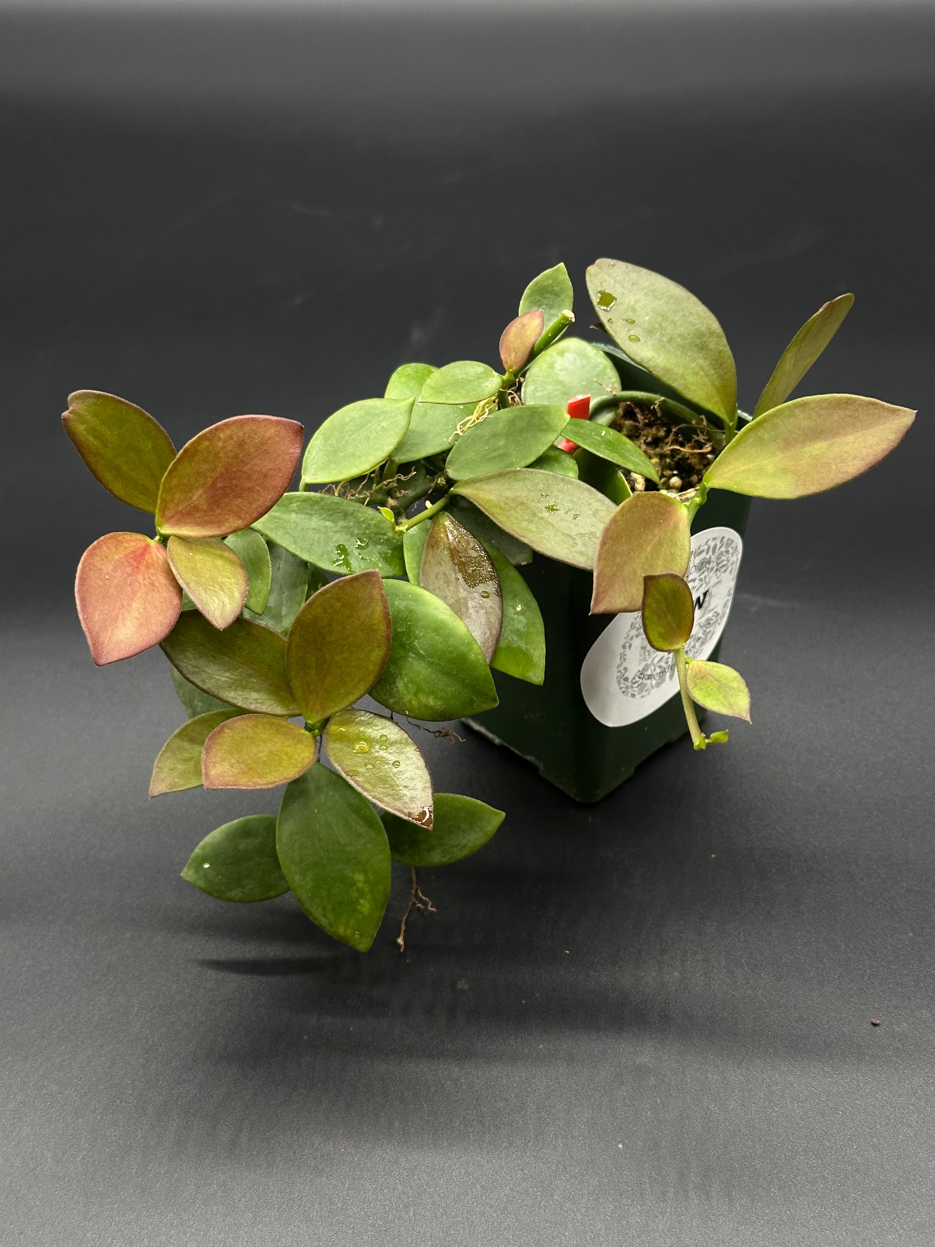 Hoya Collina (403W13)
