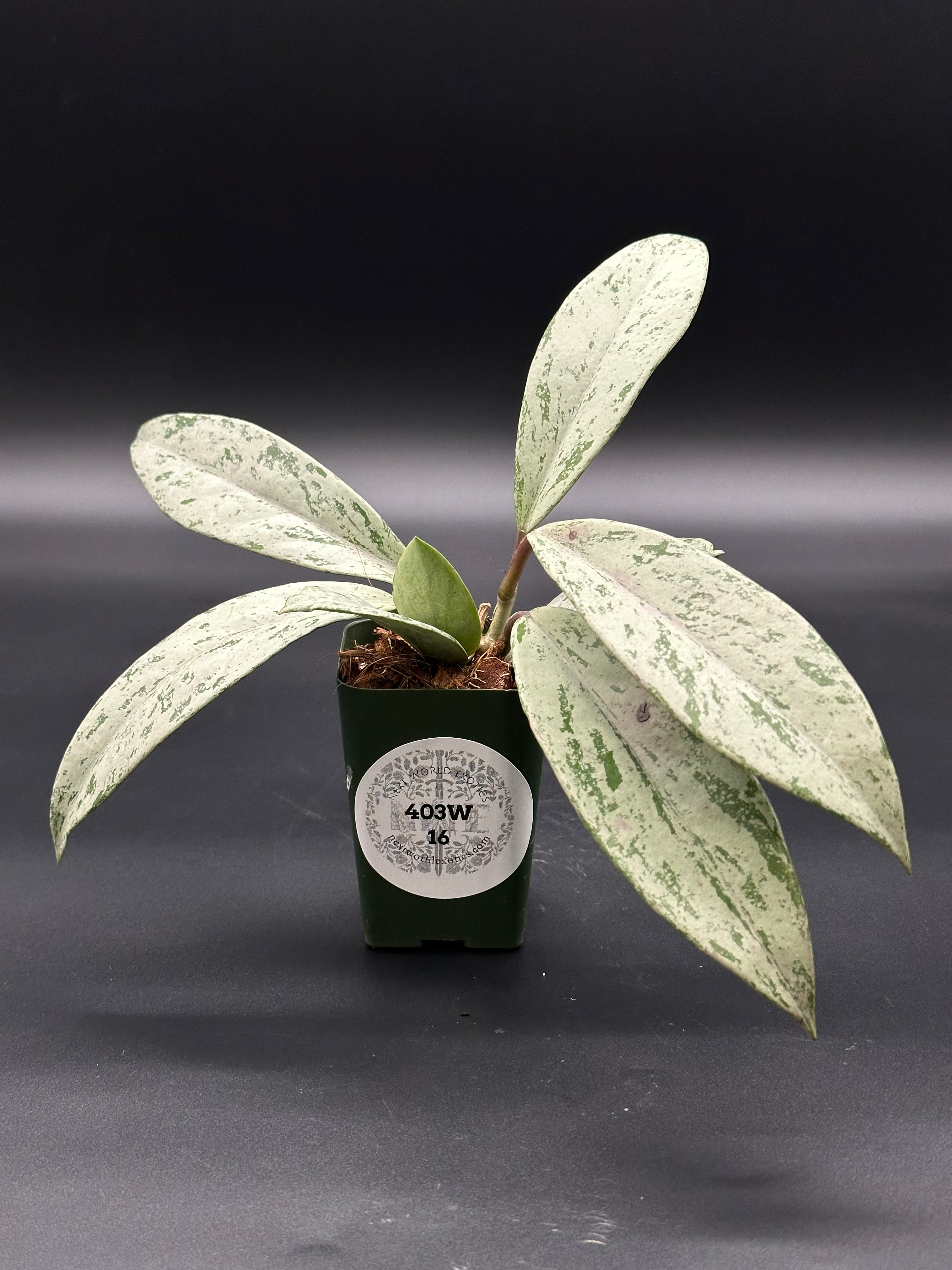 Hoya Pubicalyx 'Pink Ghost' (403W16)