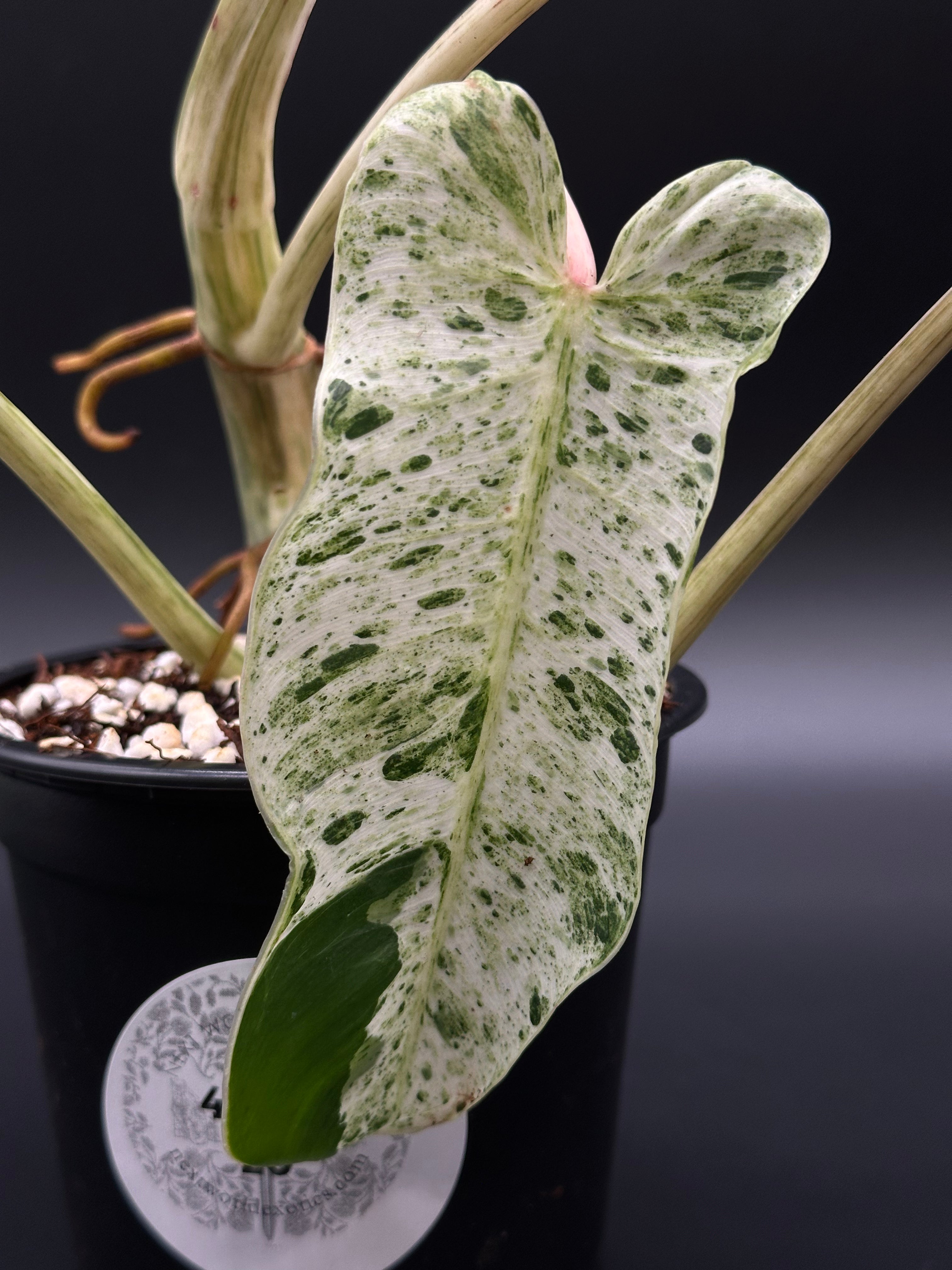 Philodendron sp. 'Emerald Ice' (410W20)