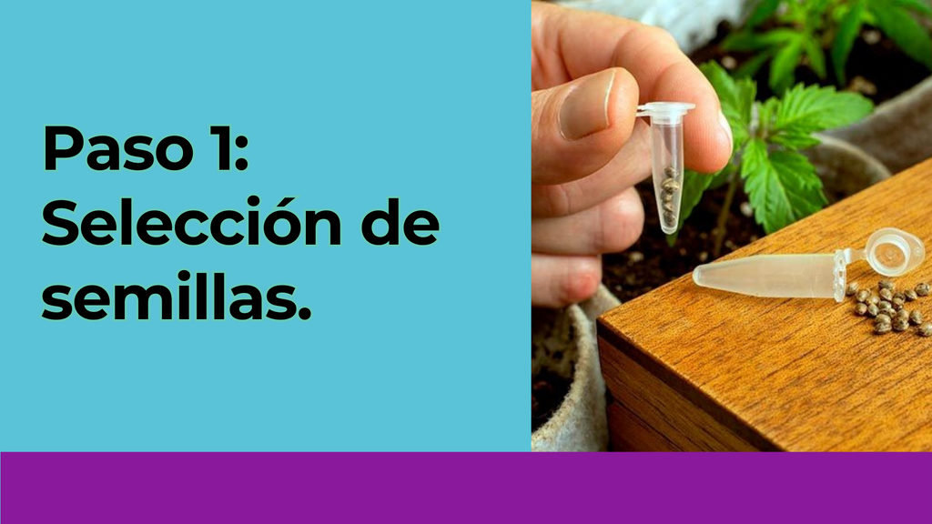 Como hacer semillas de marihuana