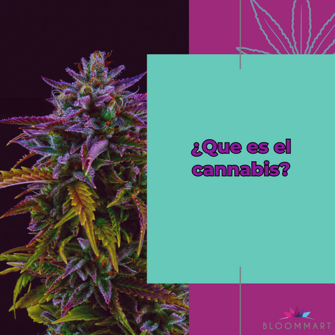 ¿ qué es el cannabis o marihuana?