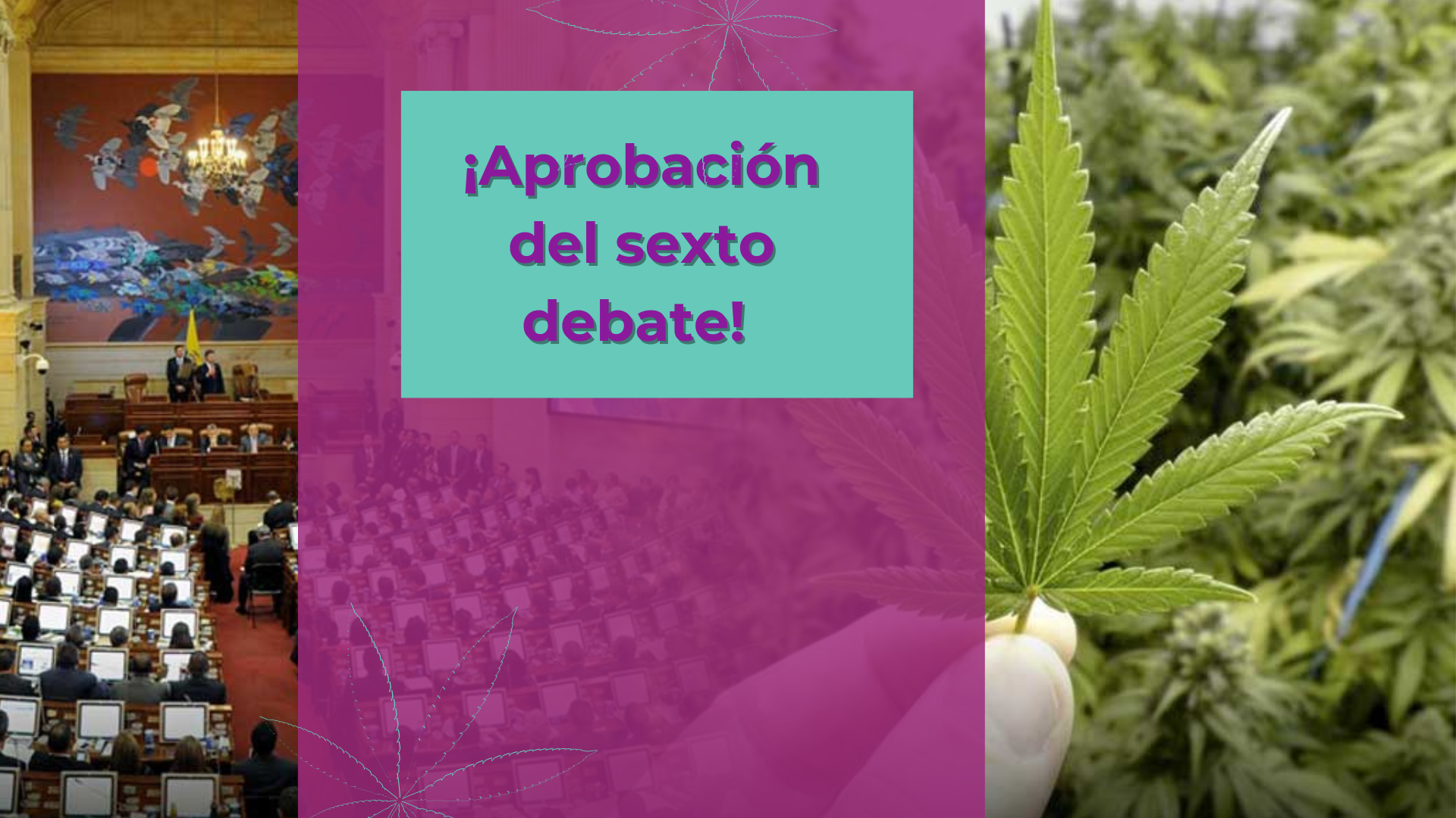 Regulación del cannabis de uso adulto en colombia