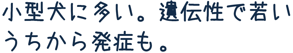 小型犬に多い。遺伝性で若いうちから発症も。