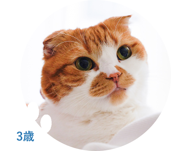 猫用アンチノール30粒限定発売 – ベッツペッツ公式サイト