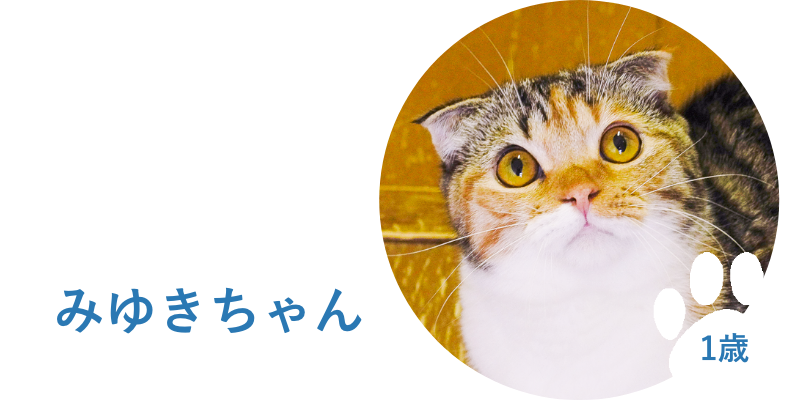 猫用アンチノール30粒限定発売 – ベッツペッツ公式サイト