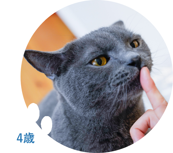 猫用アンチノール30粒限定発売 – ベッツペッツ公式サイト