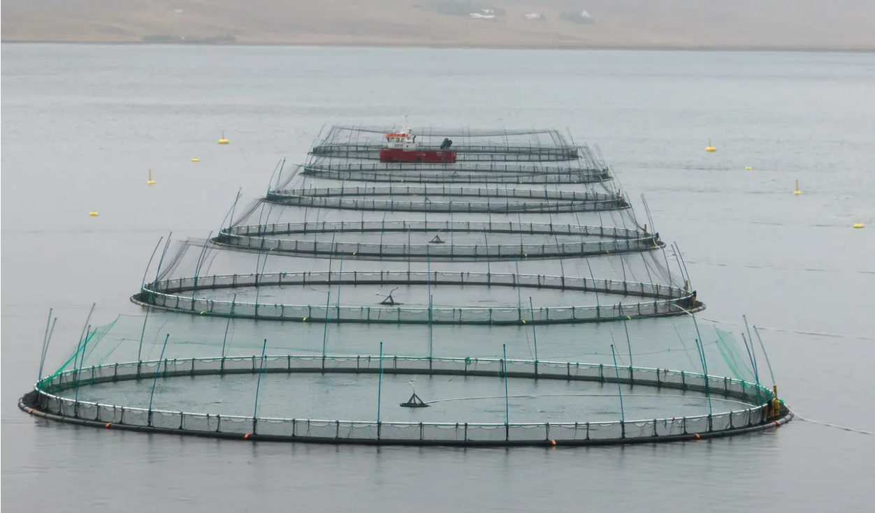 Wild Caught is a scam: Fish Farms are contaminating our Oceans