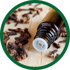 Organic Clove Oil