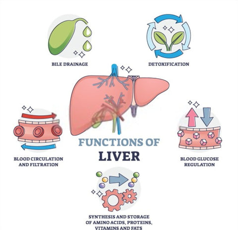 Functions of the liver