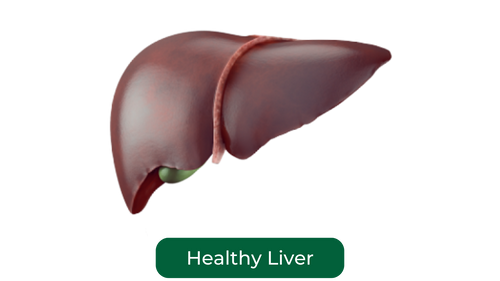 Healthy Liver