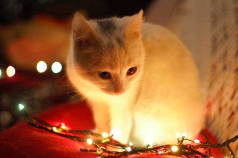 Gato fofo brincando com luzes de Natal