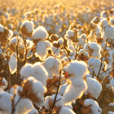 Carolina Cotton Farmer