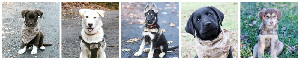 Semper K9 Rescue Dogs for Veterans