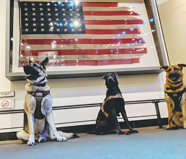 Semper K9 Assistance Dogs - Dogs for wounded veterans