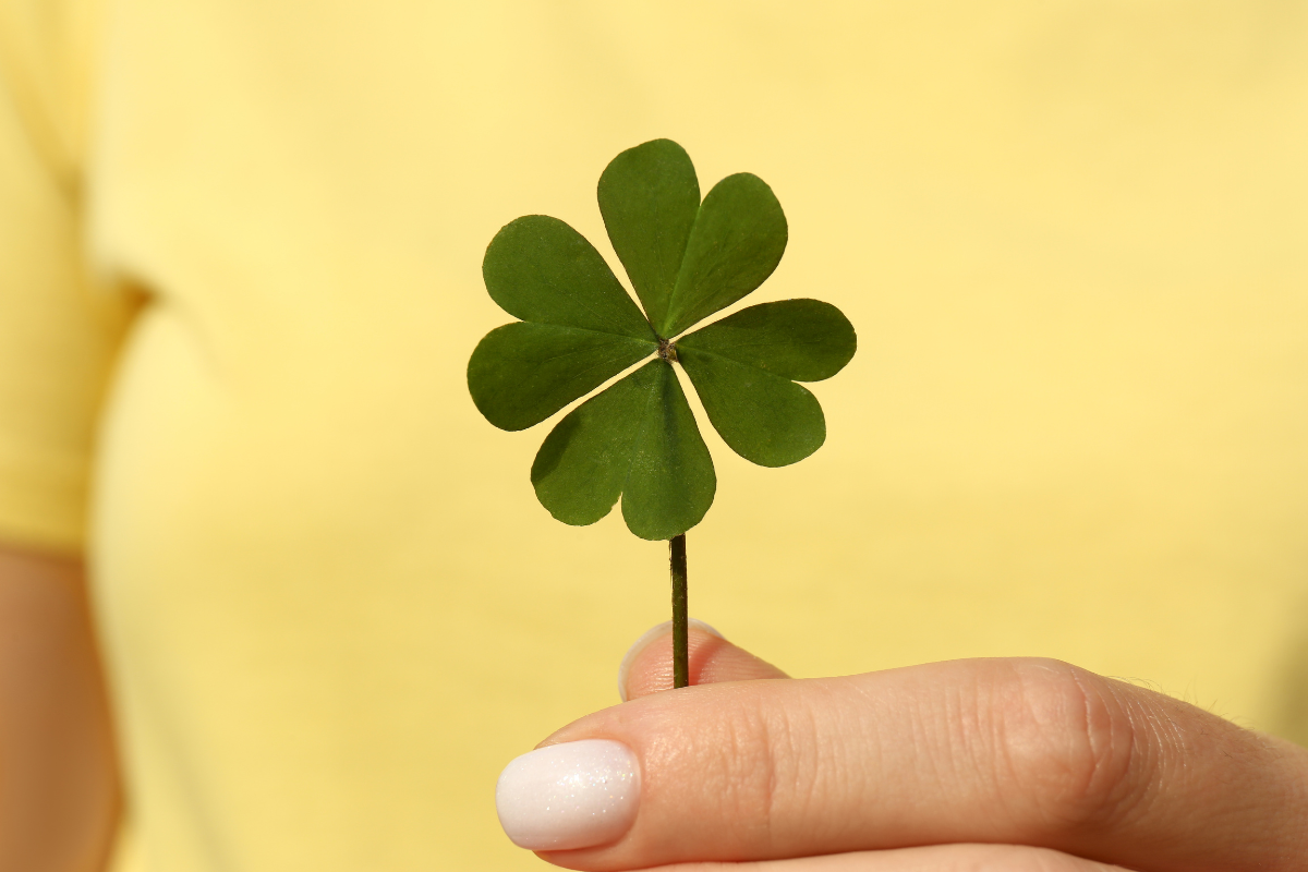 Four Leaf Clover History, Fact & Origins... is it lucky or simply a mutation of the plant?