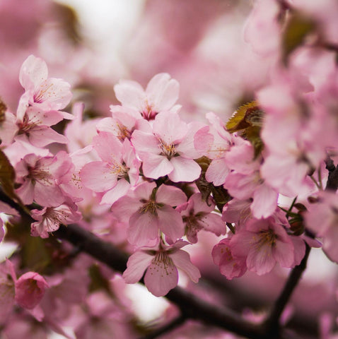 Pink Flowers