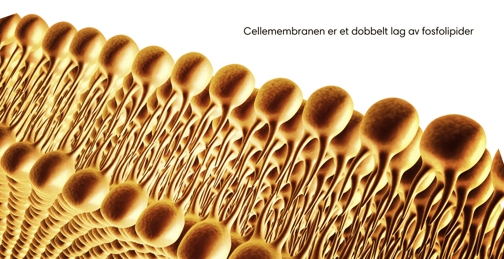 Cellemembran med fosfolipider