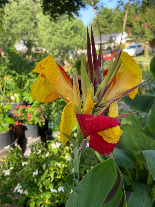  CHUXAY GARDEN Yellow and Red Canna Lily-Cannaceae,Canna  'Lucifer' 20 Seeds Flowering Plants Exotic Tropical Look Great for Garden  Perennial Plant Low Maintenance Easy to Grow : Patio, Lawn & Garden