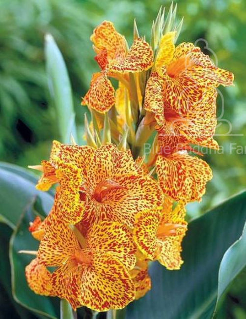  CHUXAY GARDEN Yellow and Red Canna Lily-Cannaceae,Canna  'Lucifer' 20 Seeds Flowering Plants Exotic Tropical Look Great for Garden  Perennial Plant Low Maintenance Easy to Grow : Patio, Lawn & Garden