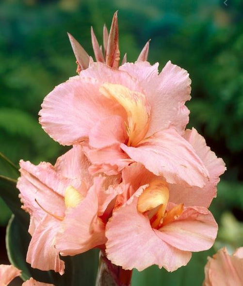 Canna China Doll  Bluestone Perennials