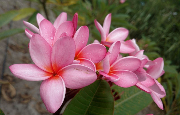 light pink plumeria