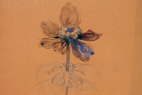 Rene Lalique Anemone Sketch