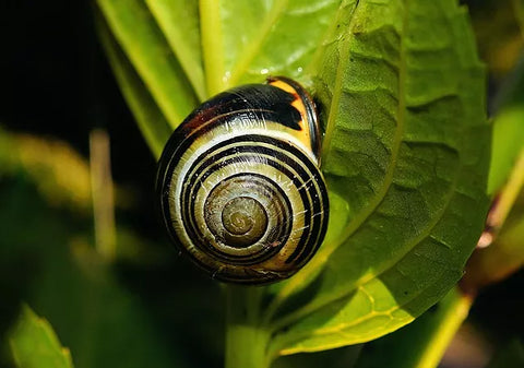 Slug and Snail deterrents