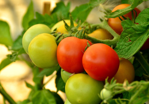 Plant Food & Care at Home Hardware