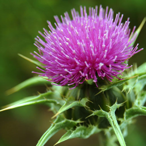 Close-up of a purple thistle flower with sharp green leaves.