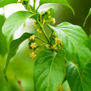 Plant with small yellow flowers and vibrant green leaves.