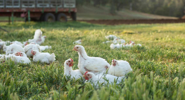 Pasture-raised chickens laying in the grass
