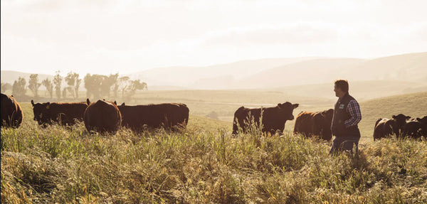 Cows in a field of grass