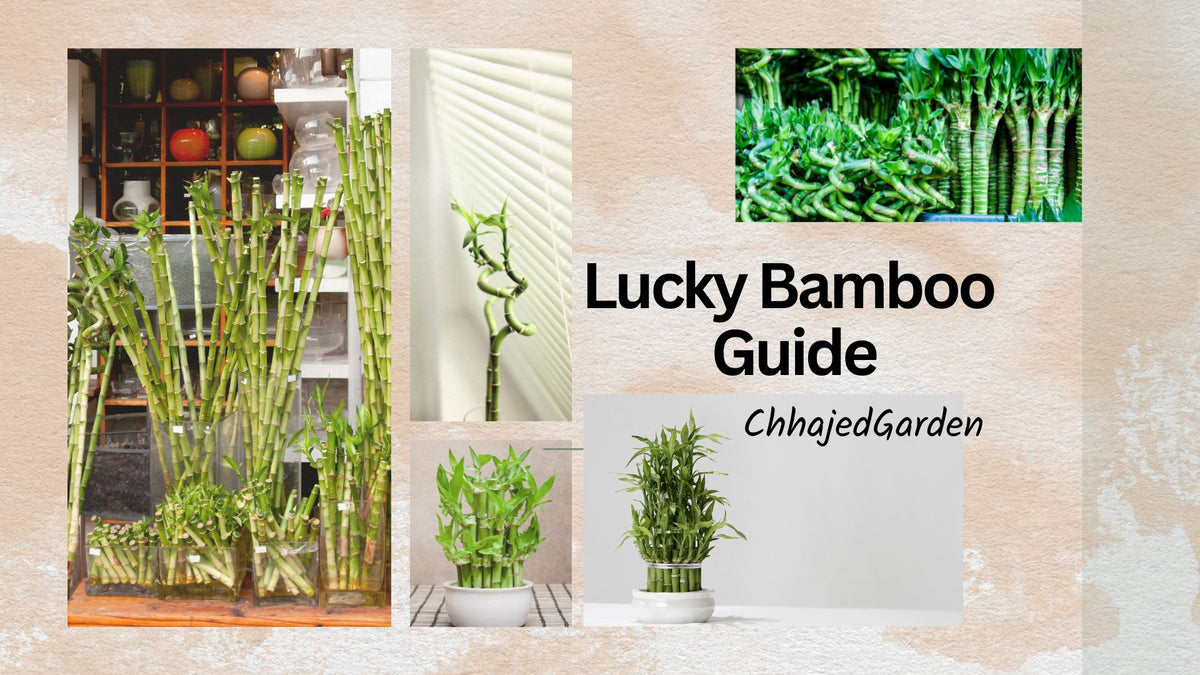 Lucky Bamboo Guide Cover 1200x675 ?v=1676132754