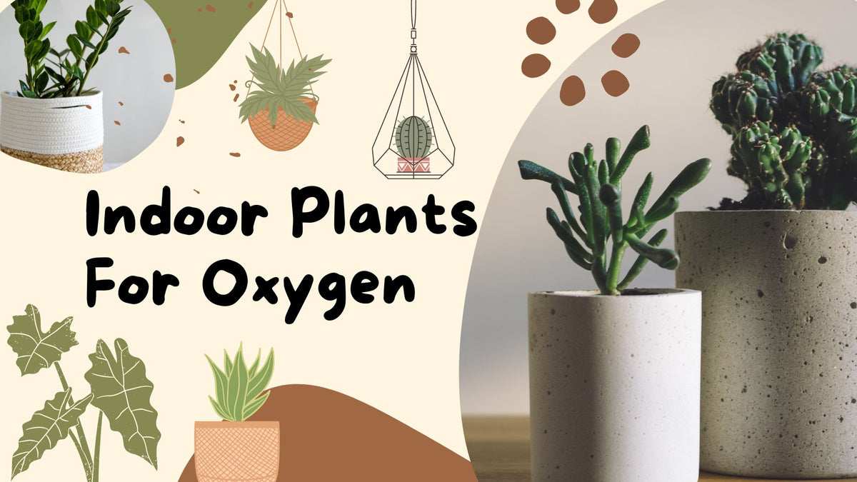 Plants For Oxygen 1200x675 ?v=1664825328