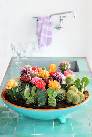 cacti plants