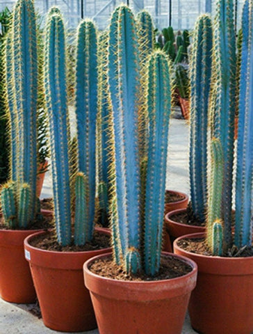 Blue Torch Cactus