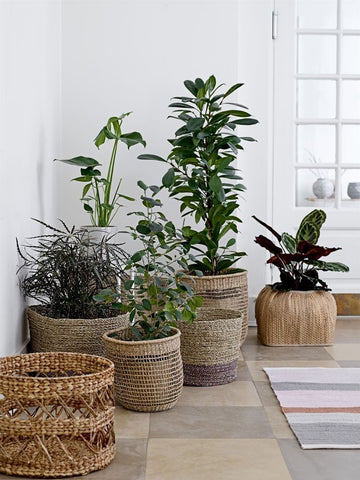 basket plants display