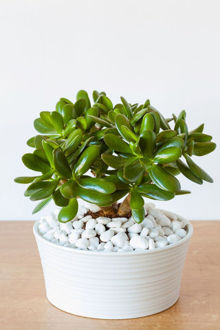 jade plant