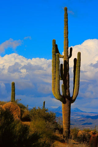 saguaro cactus