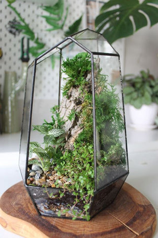 terrarium plants display