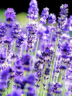 lavender in spring garden