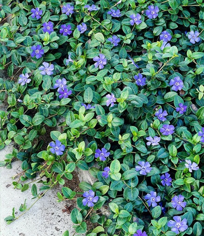 periwinkle wall