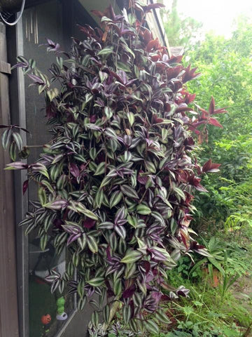 wandering jew plants