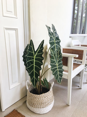 Alocasia