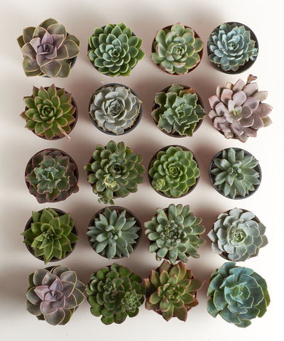 succulents collection