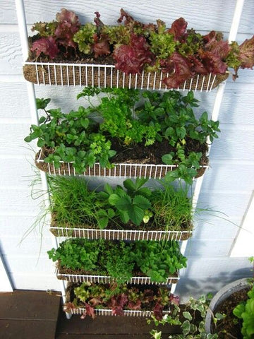 Repurposed Spice Rack Herb Garden 