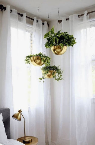 hanging plants